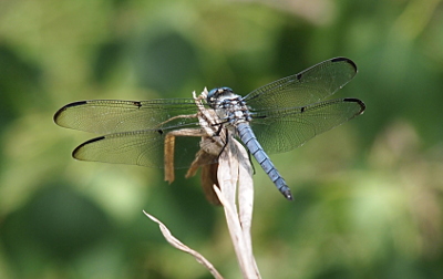 [Top side view of a light blue dragonfly perched on a white twig. The wings are clear except for the ends which have a thin black band.]